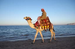 Sharm El Sheikh Quad Biking with Camel Ride thumbnail 1