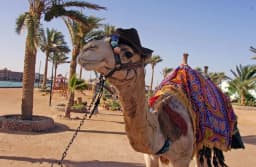 Overnight Luxor Tours from Hurghada thumbnail 1