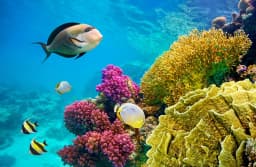 Private Tiran Island Snorkeling Trip from Sharm thumbnail 1