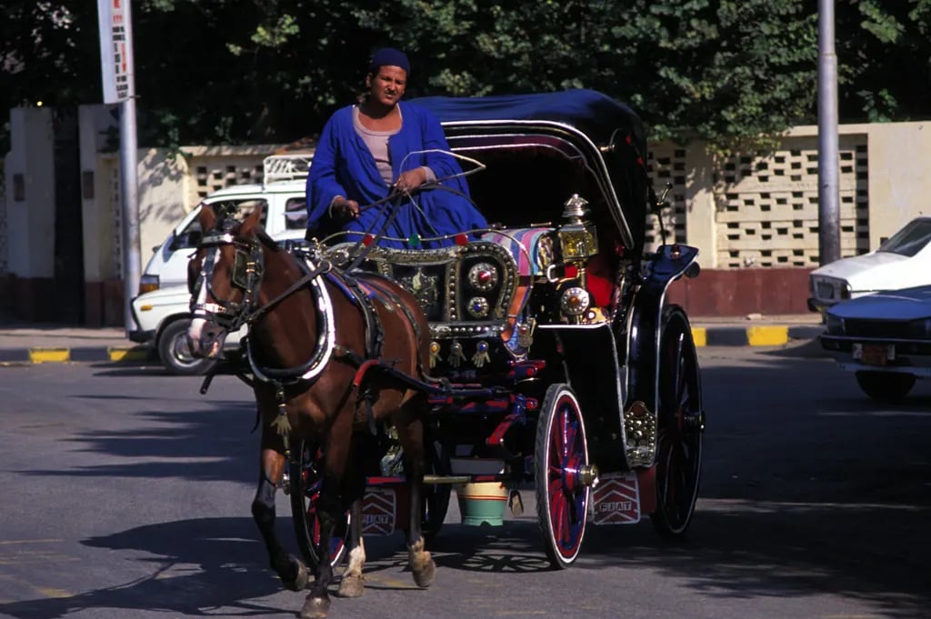 Aswan City Tour in Horse Carriage 7
