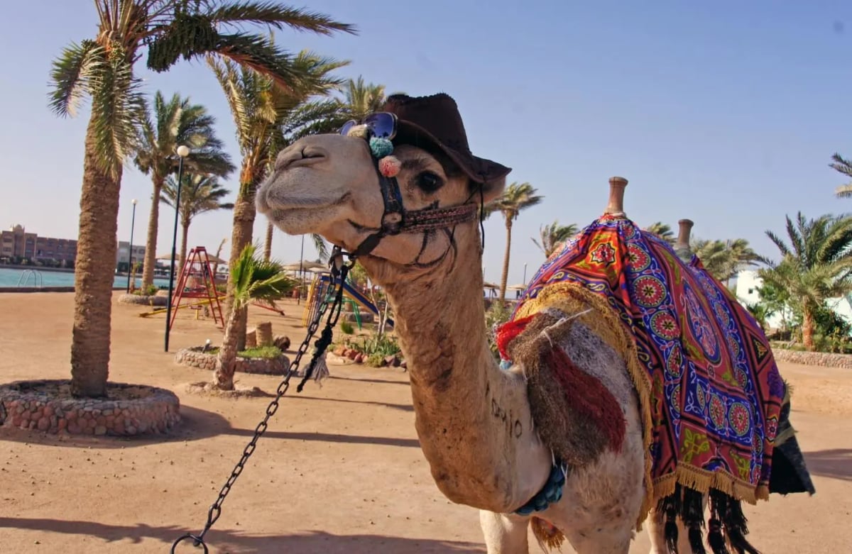 Overnight Luxor Tours from Hurghada 1