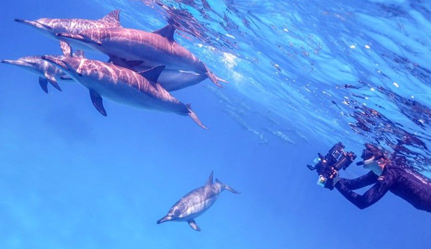 snorkeling in egypt