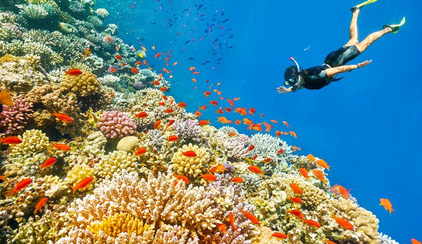 snorkeling in egypt