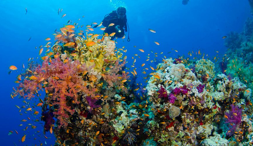 snorkeling in egypt