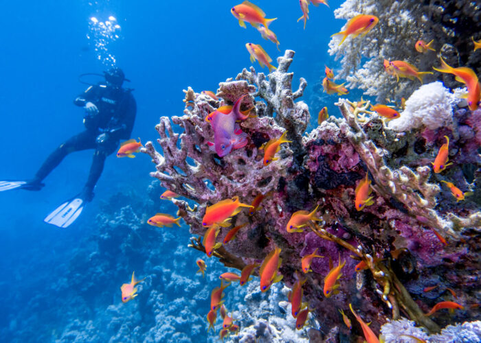 Scuba Diving In Egypt