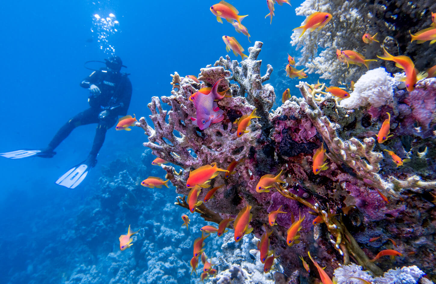 diver-in-the-Red-Sea Scuba Diving In Egypt